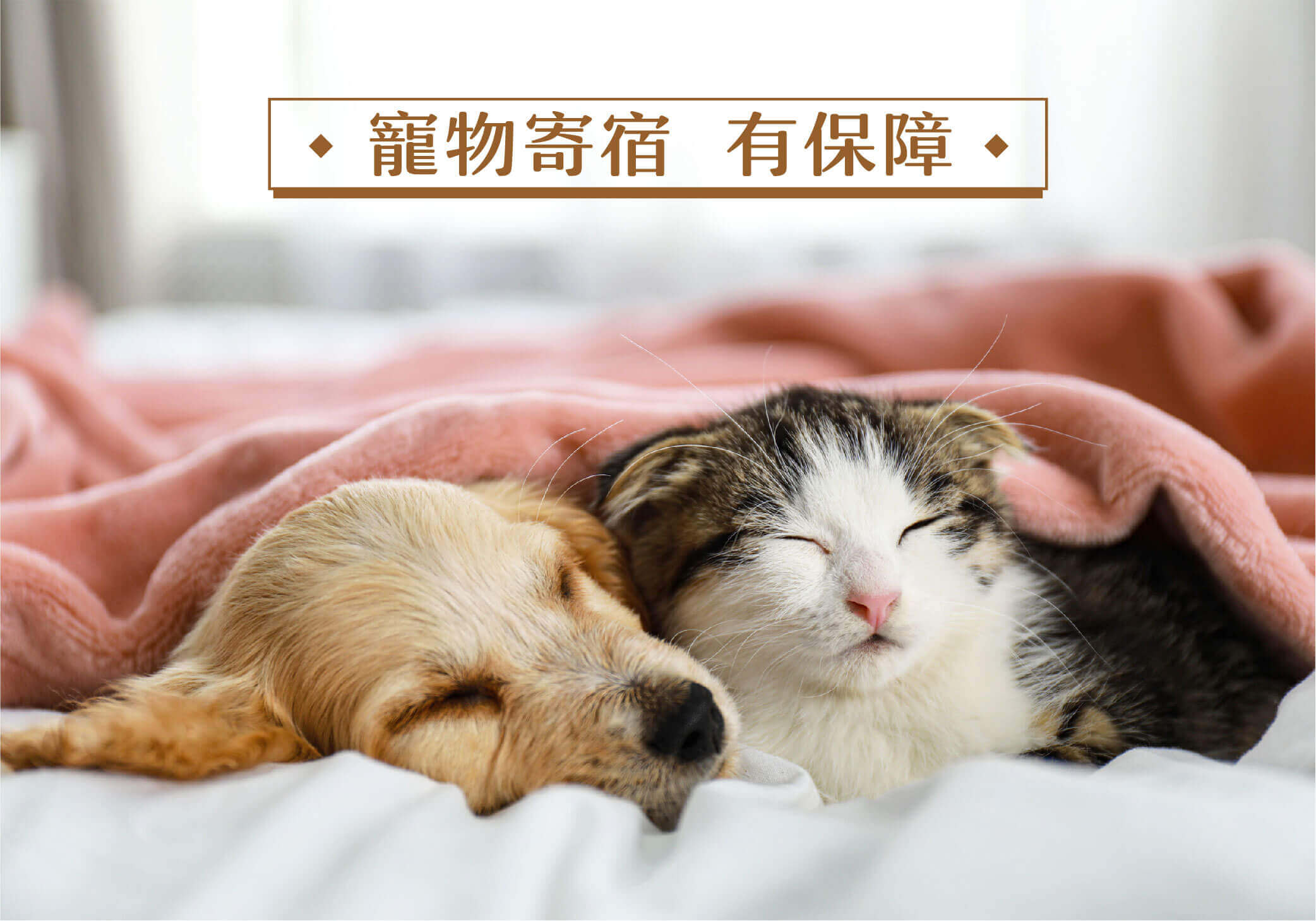 寵物寄宿夯！有這保障連主人住院都能賠寄宿費！