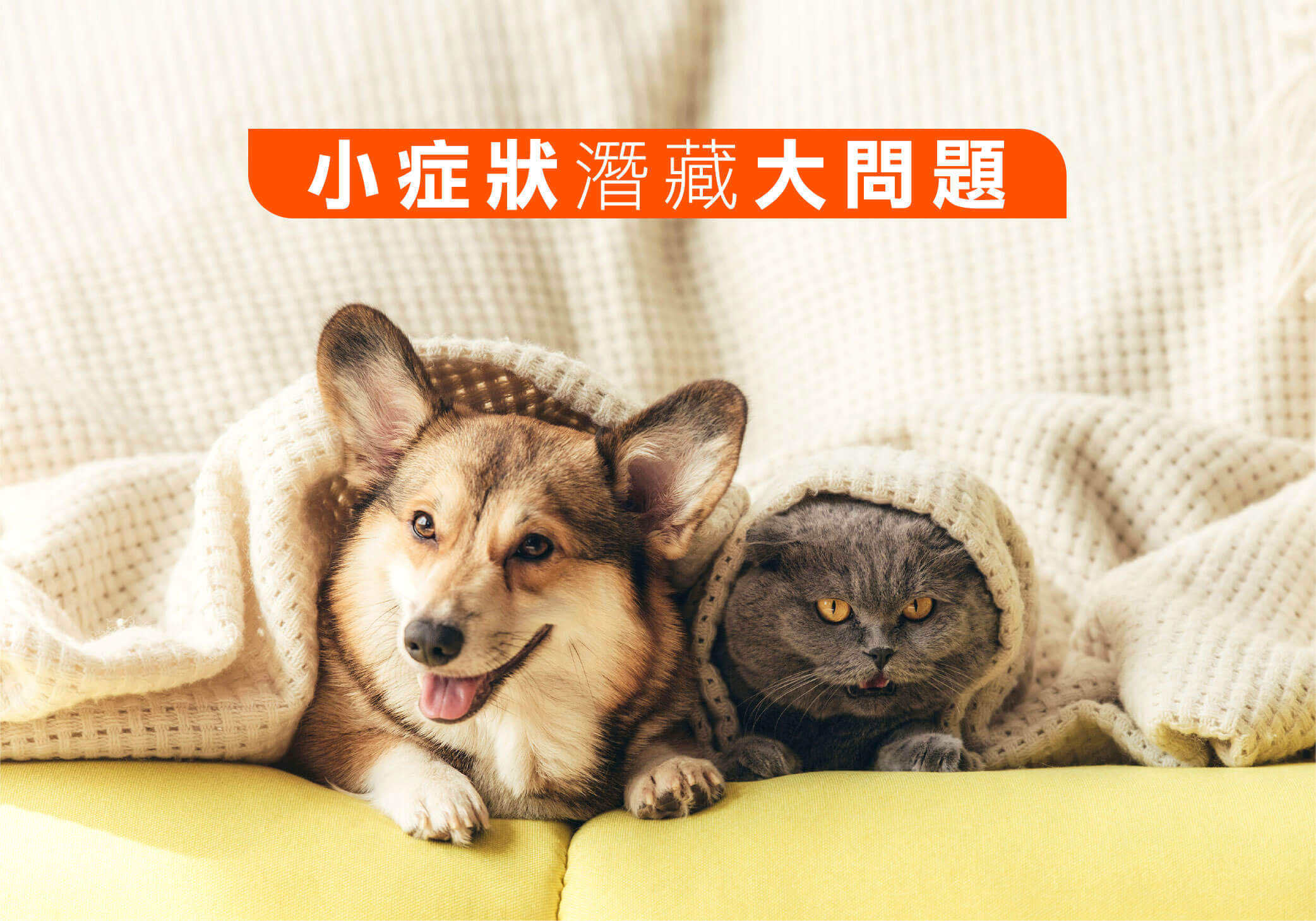 貓狗狂打噴嚏或舔腳?家中毛孩有這些跡象要注意！